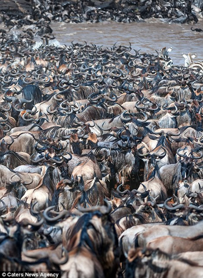 ��������������8��ţ���Ǩ��