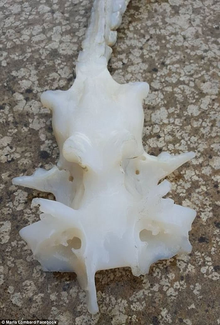 新西兰惠灵顿海滩发现龙的真身骸骨?原来它是魔鬼鱼