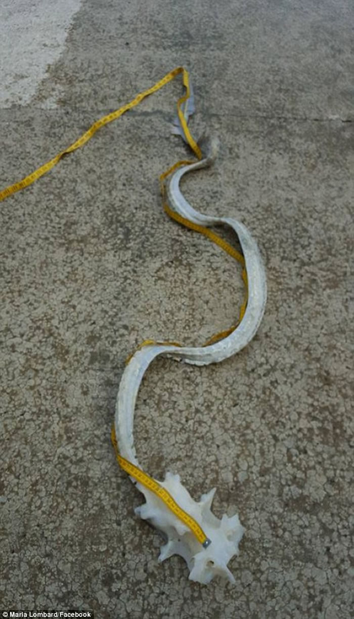 新西兰惠灵顿海滩发现龙的真身骸骨?原来它是魔鬼鱼