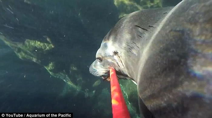 ����ˮ��ݺ�ʨMiloѧ���á����Ĺ���