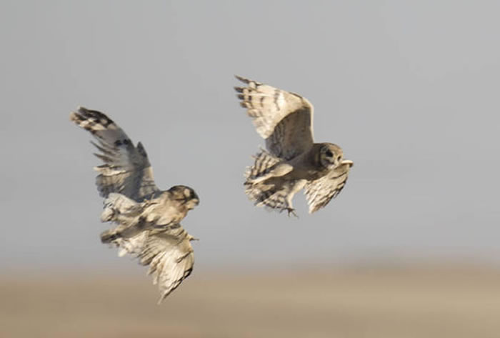 �Ϸ�èͷӥ�������� ���ݡ�̩̹��˺š�����