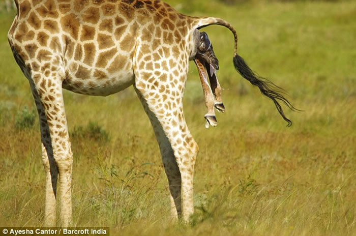 南非摄影师Ayesha Cantor拍到长颈鹿诞生的珍贵画面