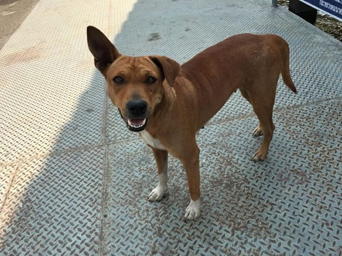 Tha Ruea被领养后过得很幸福。