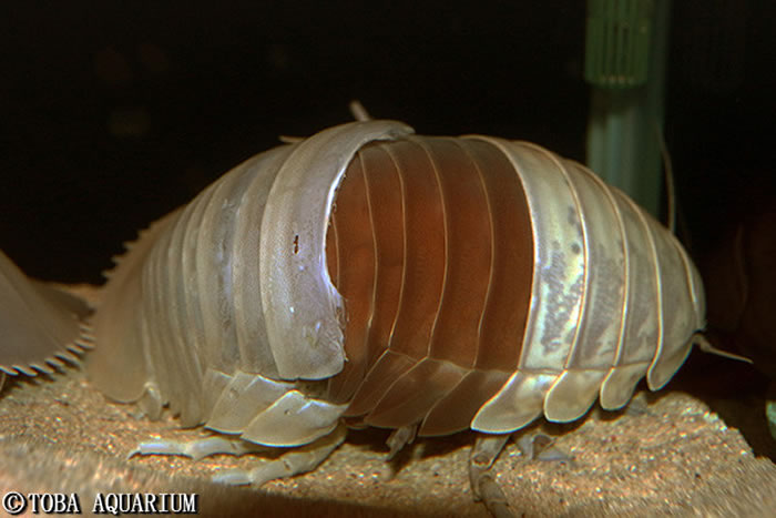 日本鸟羽水族馆可能全球第一次观测到大王具足虫脱壳过程