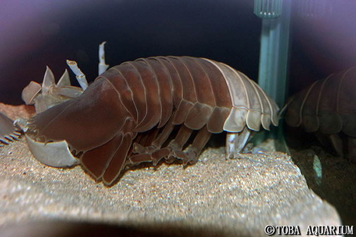 日本鸟羽水族馆可能全球第一次观测到大王具足虫脱壳过程