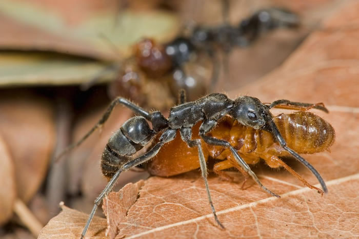 在几内亚的里约卡帕切斯,一只马塔贝列蚁在突袭行动中带走它的白蚁猎物。 PHOTOGRAPH BY PIOTR NASKRECKI, NATIONAL GEOGR