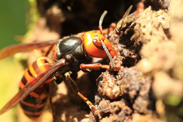 日本大虎头蜂攻击猎物日本蜜蜂的蜂巢。 PHO