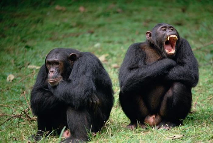 动物也会打仗吗? - 神秘的地球 科学|自然|地理|