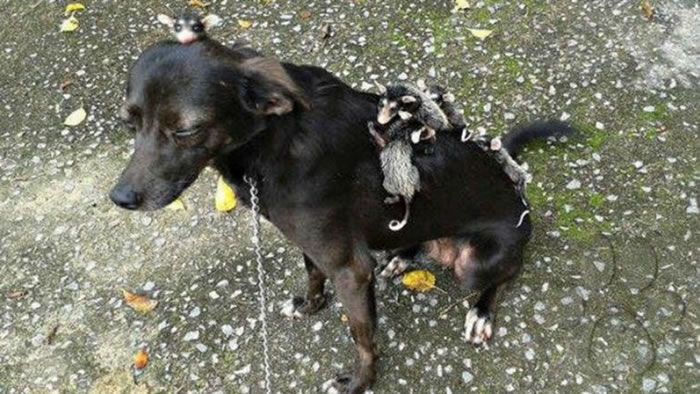 巴西狗妈妈负起照顾小负鼠责任,常会背着这群“孩子”散步