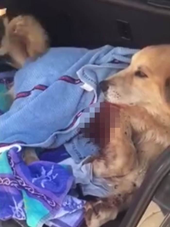 �������ݻƽ���Ȯ·��������ײ�����˵��� ������Ѫ���˻���ҡβ������