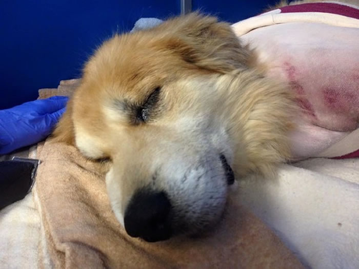 Spirit�������ƺ�����Ѿ��ȶ��˲���