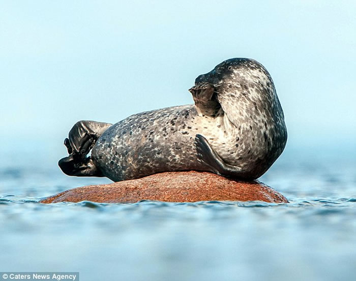 ���С��һֻ��������ĵĺ�����