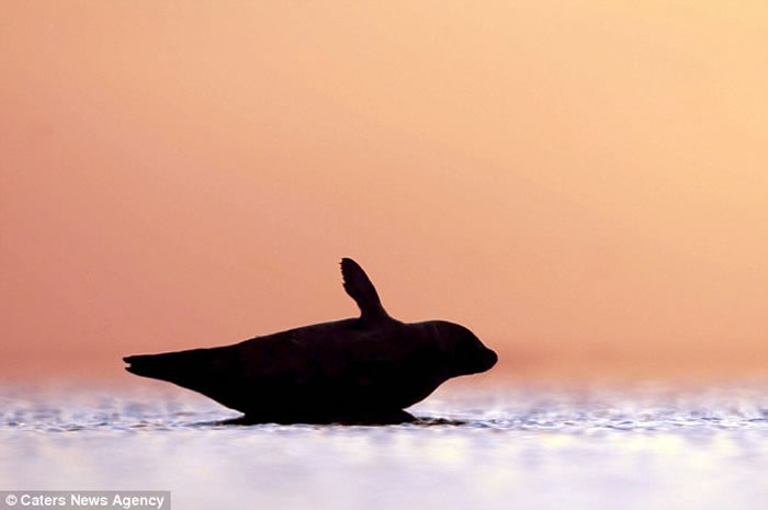 ���С��һֻ��������ĵĺ�����