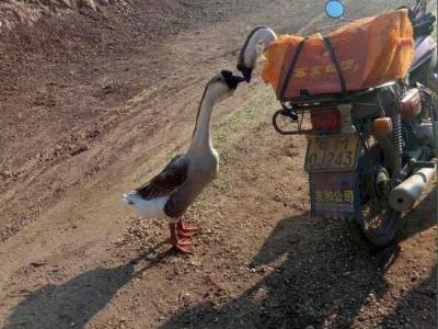 史密森频道纪录片《寻找超级食肉动物》调查澳