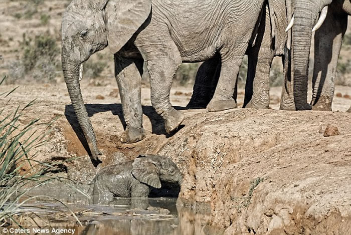南非Addo大象国家公园大象妈妈救助受困泥水坑的小象