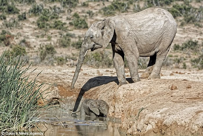 南非Addo大象国家公园大象妈妈救助受困泥水坑的小象