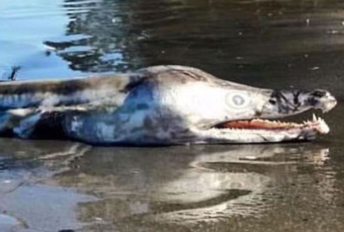 海豚头鳄鱼身深水海怪冲上澳洲湖岸