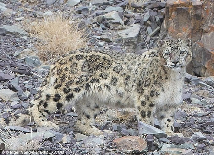 ѩ���ڹ��ʺ�Ƥ���б���Ϊ����Σ����Ŀǰȫ�����ѩ������1��ֻ