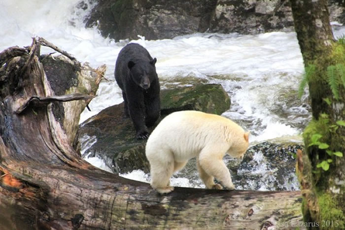 加拿大卑诗省“大熊雨林”住着罕见“柯莫德熊”
