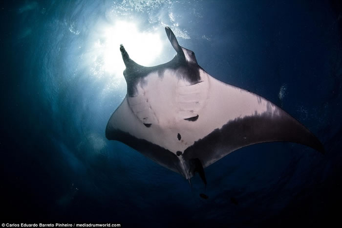 ����ˮ����Ӱʦ��ī����Ǳˮʱ�ĵ������п�������ͼ��������