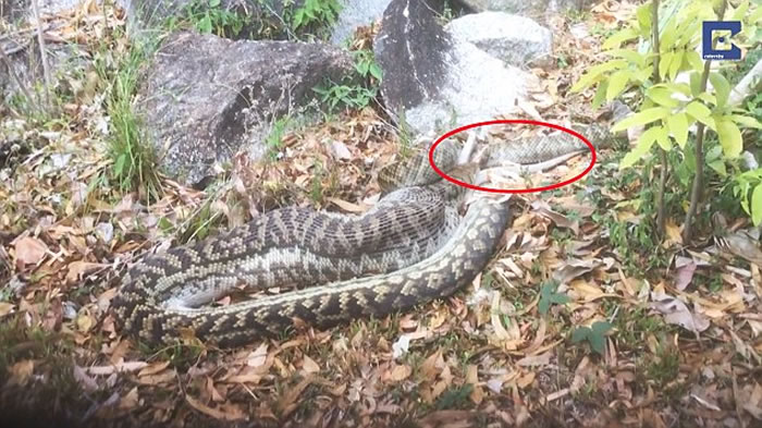 澳洲5米长紫晶蟒活吞袋鼠 骇人影像曝光