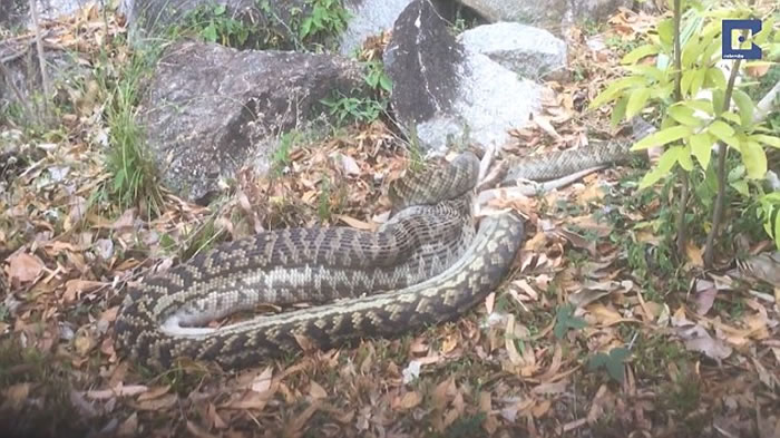 澳洲5米长紫晶蟒活吞袋鼠,骇人影像曝光