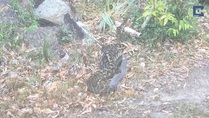 澳洲5米长紫晶蟒活吞袋鼠,骇人影像曝光