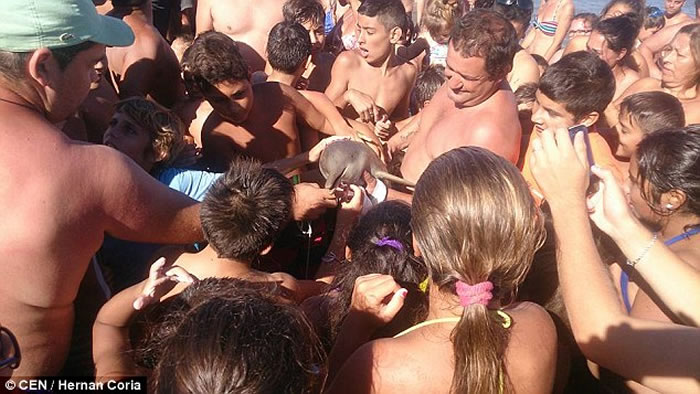 阿根廷游客在海滩抱着一条拉普拉塔海豚疯狂拍照，最终导致小海豚脱水而死