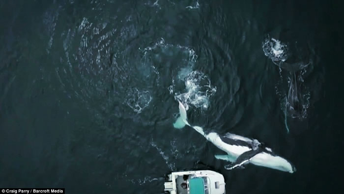 ˮ����ӰʦCraig Parry�ڰĴ���������ͷ40���ؾ��;���������