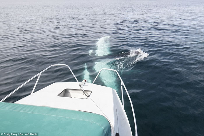 ˮ����ӰʦCraig Parry�ڰĴ���������ͷ40���ؾ��;���������