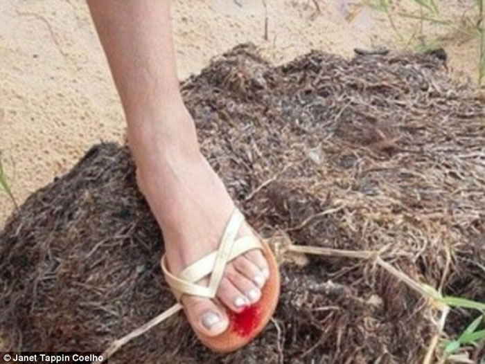 巴西东北部生态受损,凶猛食人鱼——水虎鱼开始频繁攻击人类