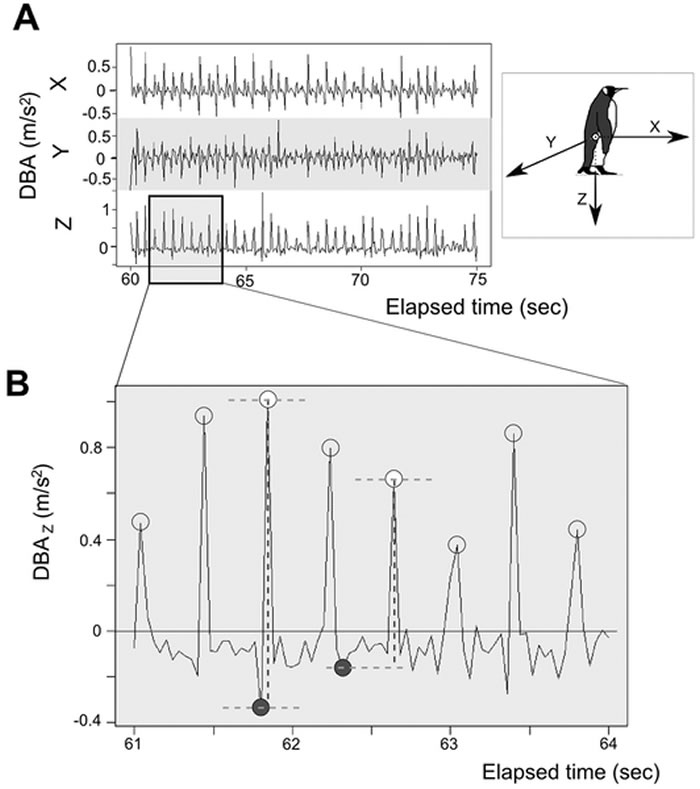 ���ֵ�����ڰ��浽��ֳ�ص�·�ϸ��п���ˤ��