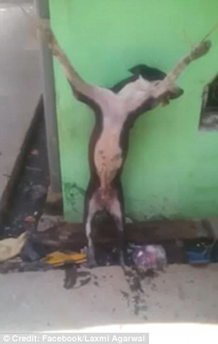 网上疯传视频显示暴徒将狗钉在十字架上拷打虐待