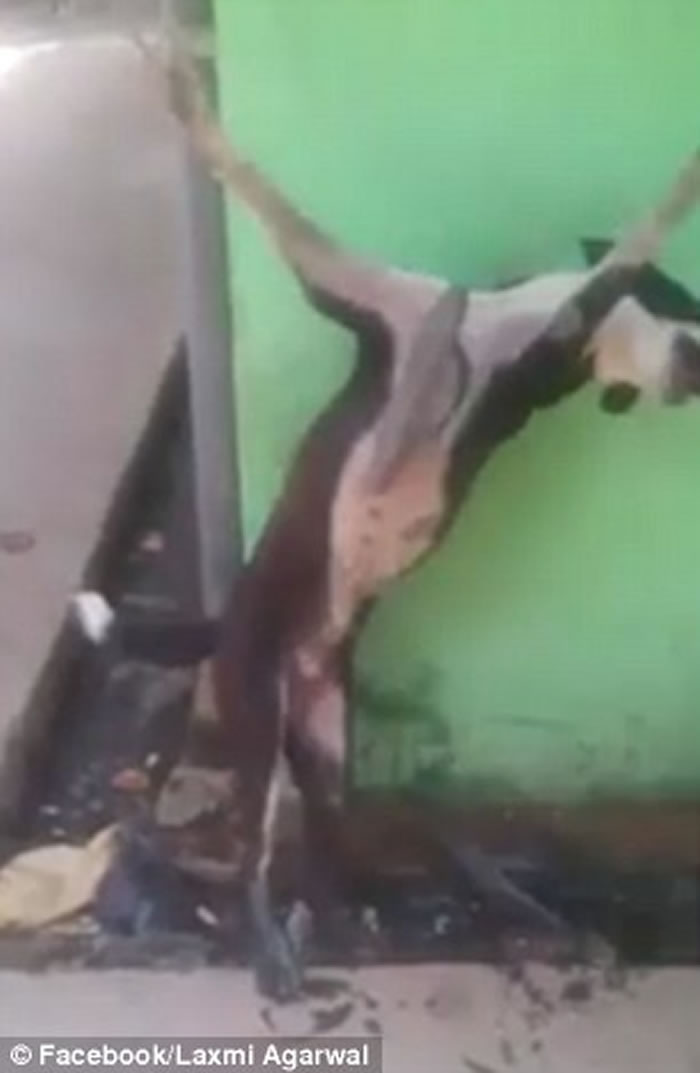 网上疯传视频显示暴徒将狗钉在十字架上拷打虐待