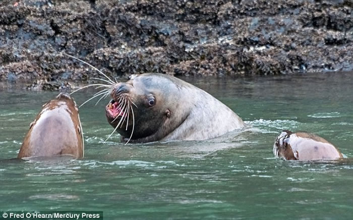 美国阿拉斯加州海湾上演海狮猎杀鲨鱼精彩一幕