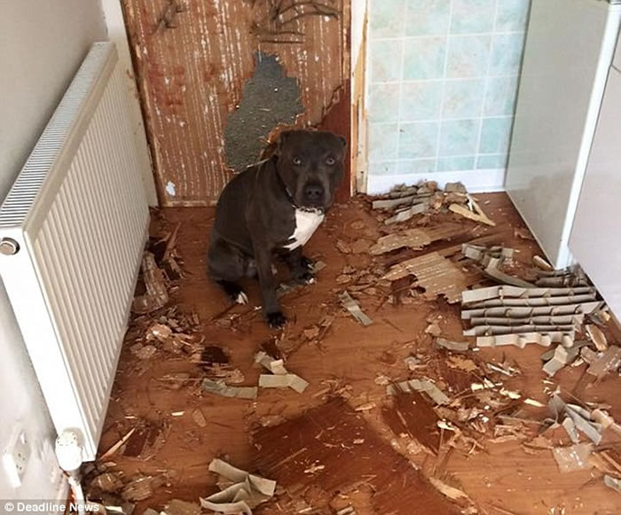 ����ţͷȮ������������˲��ڼҽ������ų���ҧ����Ƭ ���ձ���������