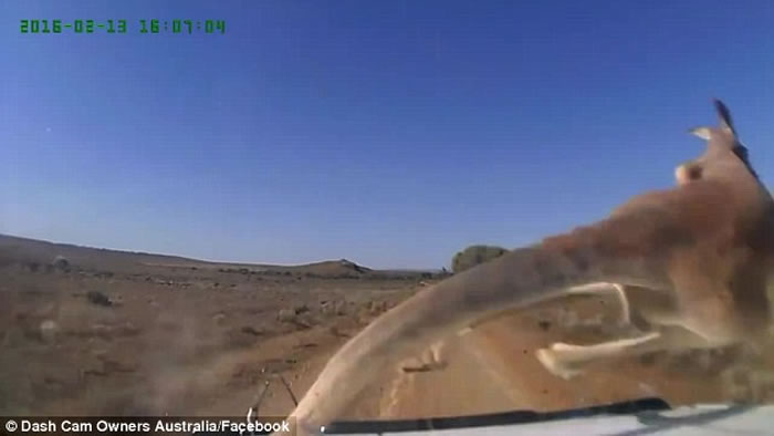 �г���¼���ĵ��Ĵ�����һֻ�����ںᴩ��·ʱ����ԽҰ����ײ