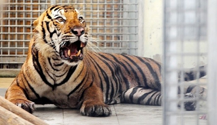 雄性马来虎误入陷阱,右前脚受伤。