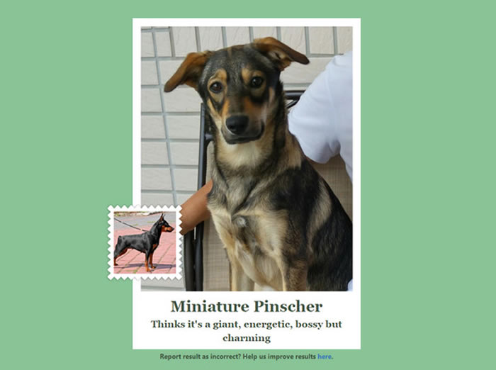 米克斯也可以测试,说不定会发现「亲戚」喔!这次的结果是像迷你杜宾,是个以为自己是大块头、有活力、霸道但是很迷人的犬种。