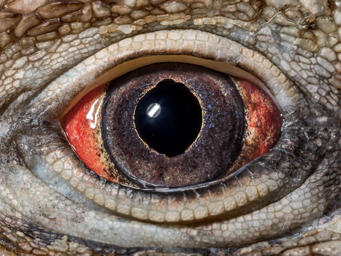 古巴岩鬣蜥(Cyclura nubila nubila)的眼睛能帮助人了解演化的根本事实:需求决定形式。这种日行性动物视网膜中的四种锥状光受器提供了绝佳的日间色