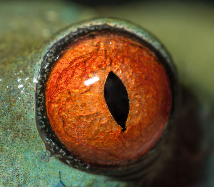 这是红眼树蛙的眼睛。它的眼睛是一种基本设计的变异,这种设计的运作方式跟相机很像。 Photo by David Liittschwager