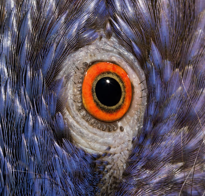 彩虹吸蜜鹦鹉(Trichoglossus haematodus haematodus)的眼睛