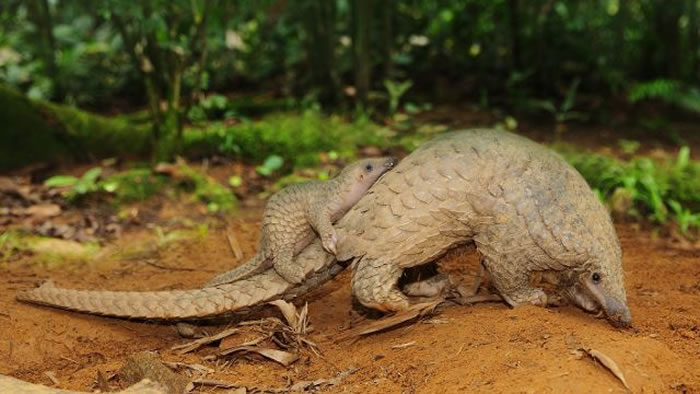 ���紩ɽ�����ػ���ɭ����ʿ��