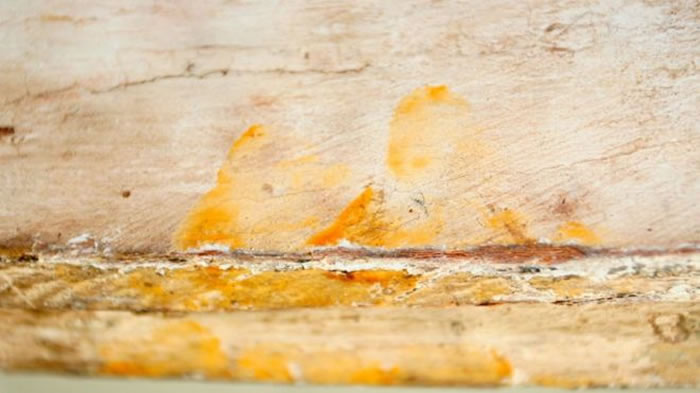 古埃及棺木上有3千年前木工上漆留下的指纹