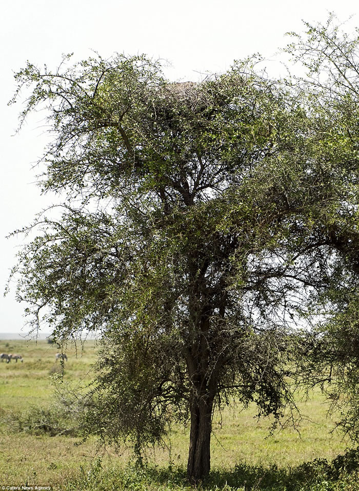 �����ҵ�̹ɣ���Ǵ��������صĻ�����