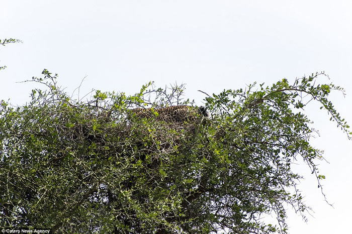 �����ҵ�̹ɣ���Ǵ��������صĻ�����