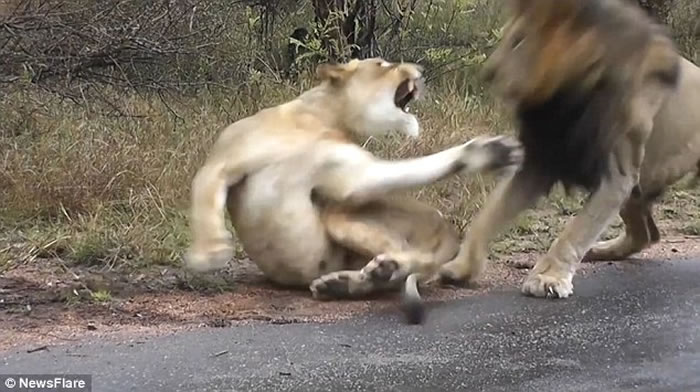 雄狮被吓住了