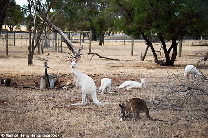 澳洲Boardertown野生动物园里的白化袋鼠,但在野外非常罕见。