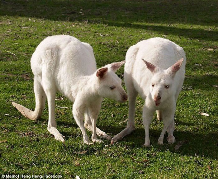 白化袋鼠经常长不到成年,因为易患遗传缺陷,而且容易成为掠食者目标。