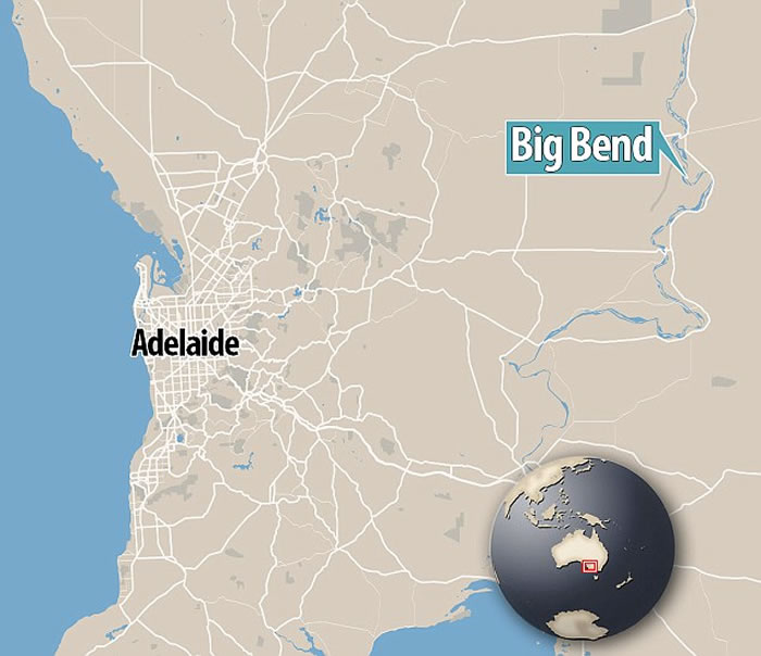 墨累河附近出现野生白化袋鼠